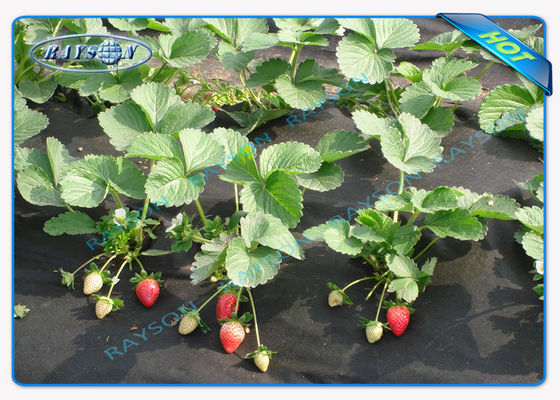 黒い色1.5OZ 40gsmへの100gsmのAgricultrual生物分解性の頑丈な非編まれたカバー