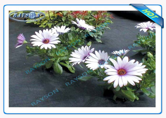 3%の紫外線保護は10年黒い色の農業の非編まれたカバーSpunbondを保証する