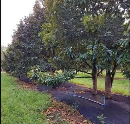 雑草のマットのための非編まれた地被植物の景色の生地園芸